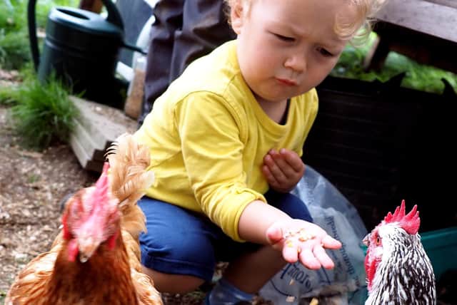 Holly Hagg Farm community open day 2019: Oscar Griffith (2) feeding a chicken