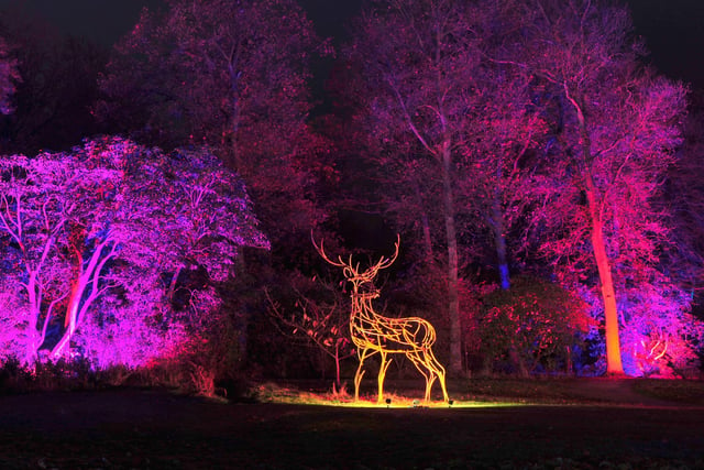 The gardens at RHS Harlow Carr will be illuminated this Christmas, with visitors able to wander an enchanting trail around trees, shrubs and a lake, which will be aglow with festive colour.