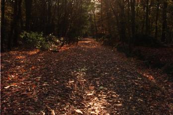 Walking path at Sandall Beat Wood during the autumn of 1996.