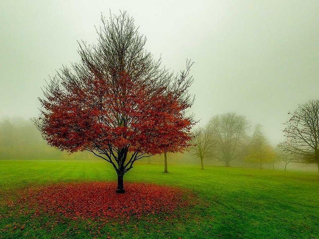 We had some spectacular colours on the trees this Autumn. (@atmospheric_images)