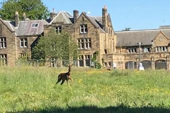 Many of us took more interest in the wildlife on our doorstep, with Mark and Sam Hobrough spotting this roe deer near the former Duke’s Middle School.