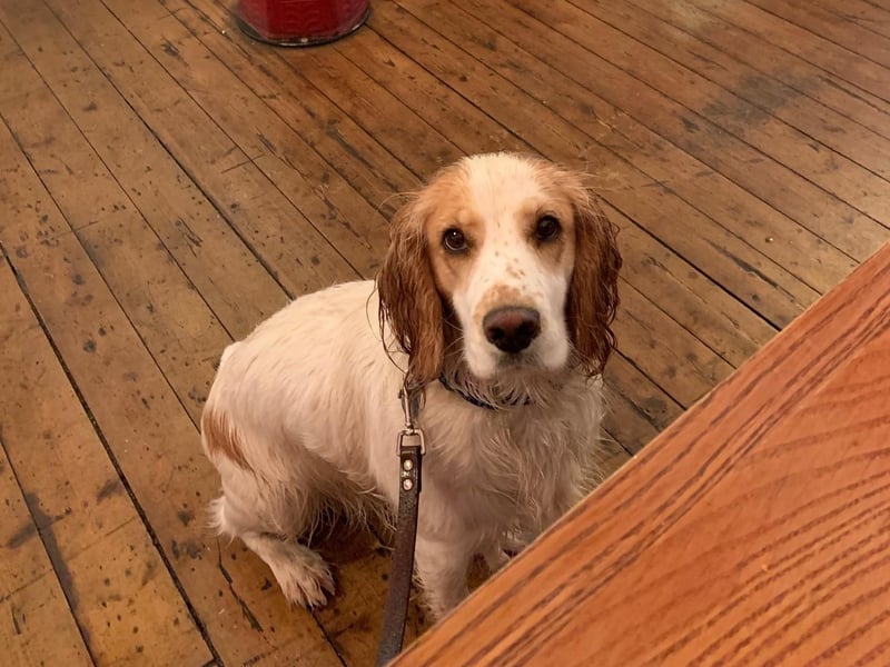 Cindy has been visiting Tasty Buns since she was a tiny puppy. That's because they're very dog friendly, with water, endless smooches, boops and dog biscuits.
67 Bread Street, Instagram @tastybunsbakery