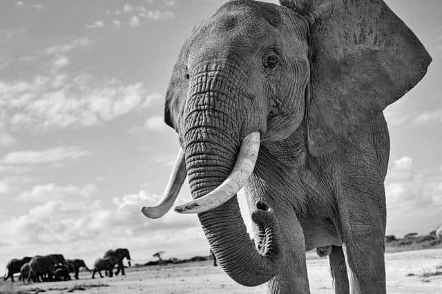 Saving elephants