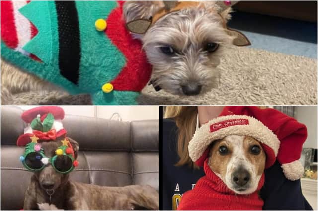 Will you be dressing up your dog for Christmas?
