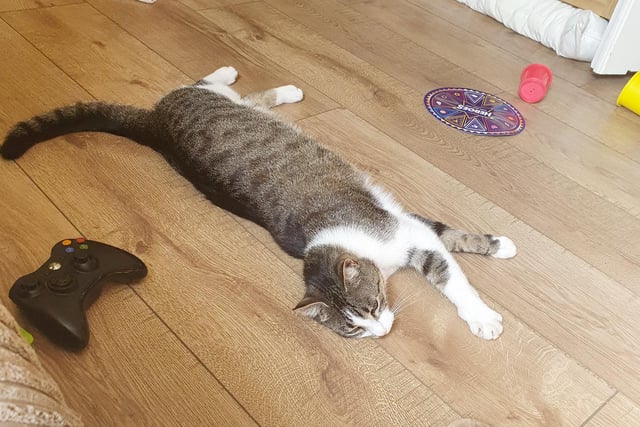 When Sam the cat isn't playing Xbox, he loves a good stretch at home in Portsmouth.