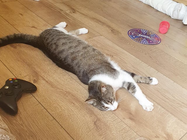 When Sam the cat isn't playing Xbox, he loves a good stretch at home in Portsmouth.