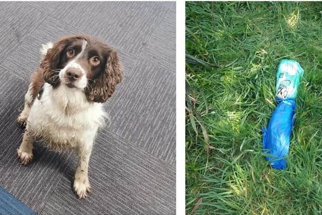 Police dog Winston sniffed out two guns in Sheffield last week