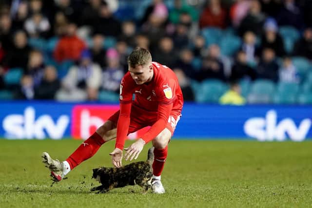 Wigan Athletic's Jason Kerr retrieves a cat which invaded the pitch at Sheffield Wednesday's Hillsborough Stadium, forcing play to be halted. The cat, called Topsey, has since been reunited with her owner Alison Jubb, who said she had been missing since last June (pic: Zac Goodwin/PA Wire)