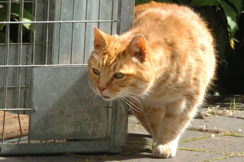 Clever Ginger the register office cat makes his way around the trap set to catch him ahead of the 'Wedding Cake' demolition. The stray, who appeared in many wedding pictures, was due to be rehoused with a member of the register office staff once he was caught
