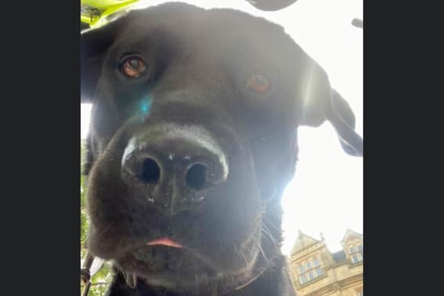 Police sniffer dog Roscoe