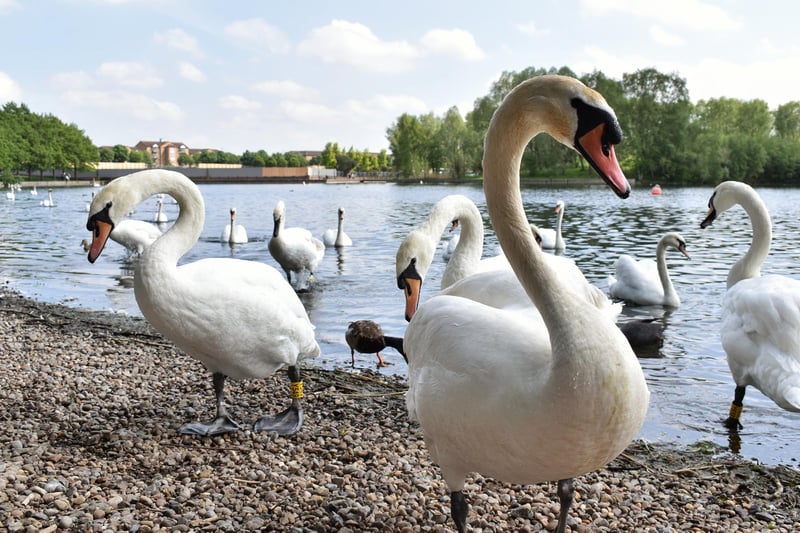 Swans at Doncaster Lakeside from Jord Watson.