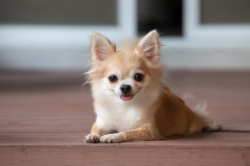 There were 156 mentions of chihuahuas – 139 purebreds and 17 crossbreeds