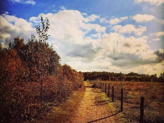 Hatfield Moors is a popular destination for many a Sunday walk. Taken by  @andy.martin.wells.