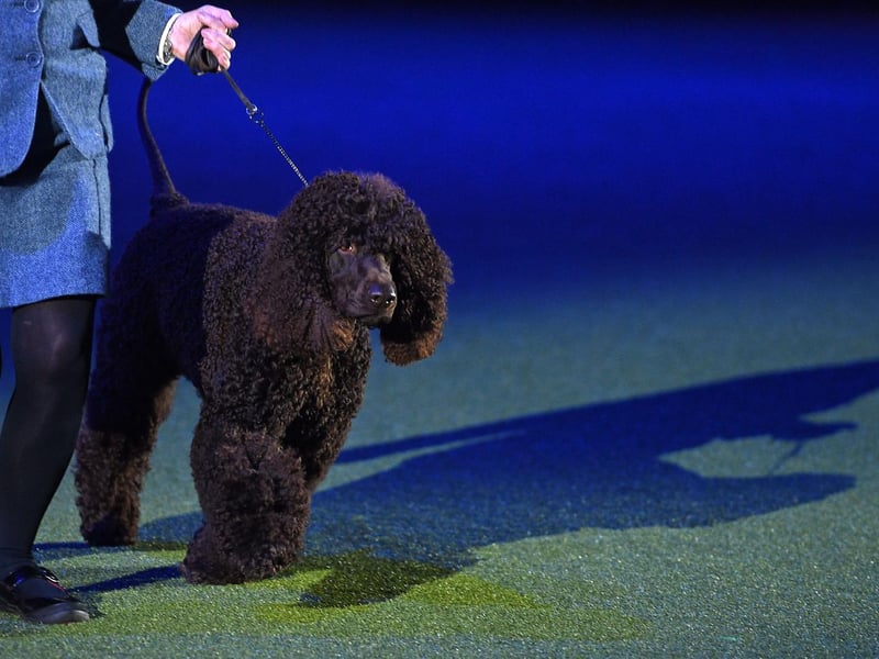 This water loving pup would love getting his paws damp on Southsea beach. It's beautiful curly coat can withstand all kinds of outdoors conditions. Picture: OLI SCARFF/AFP via Getty Images