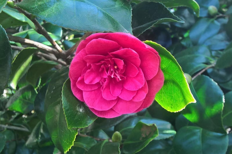 Shamus McGuigan noticed that another one of his camelias was coming into flower, so grabbed a pic in case the flowers get frost damaged over the next couple of nights