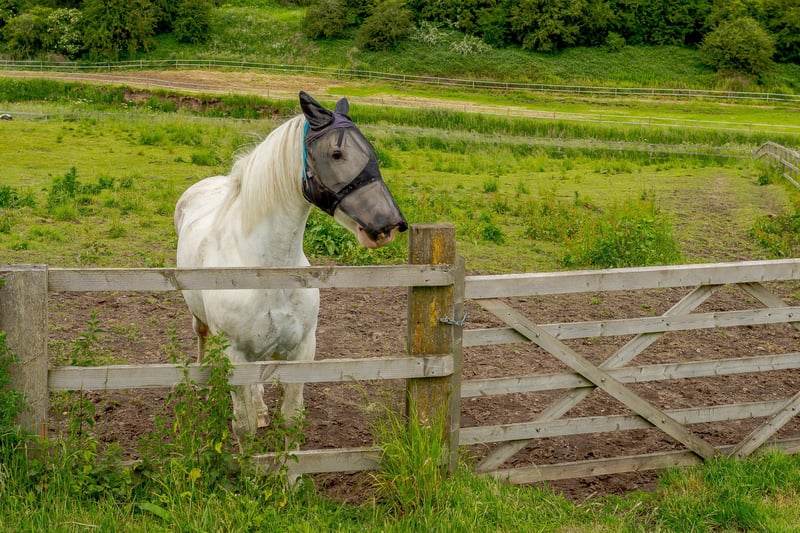 A horse in one of the extensive grazing paddocks at Warren Farm. There are also two hay meadows and a pond at the property, while the River Maun runs through the site.