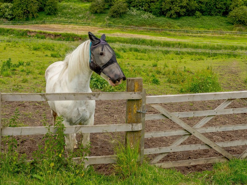 A horse in one of the extensive grazing paddocks at Warren Farm. There are also two hay meadows and a pond at the property, while the River Maun runs through the site.