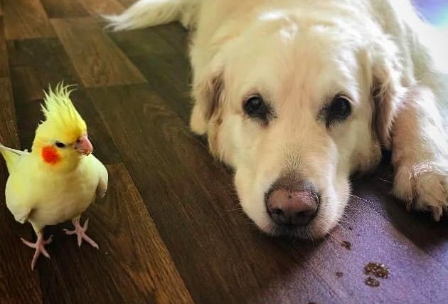 Yeni the golden retriever and Lulu the cockatiel, who live with owner Maggie Magdala
