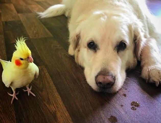 Yeni the golden retriever and Lulu the cockatiel, who live with owner Maggie Magdala