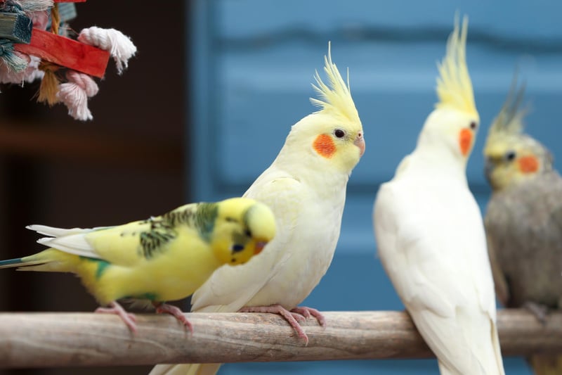 There are many birds available for adoption at Stubbington Ark, including Cockatiels and Budgies. They will all need to live outdoors in a large aviary and breeds may go to a new home together.