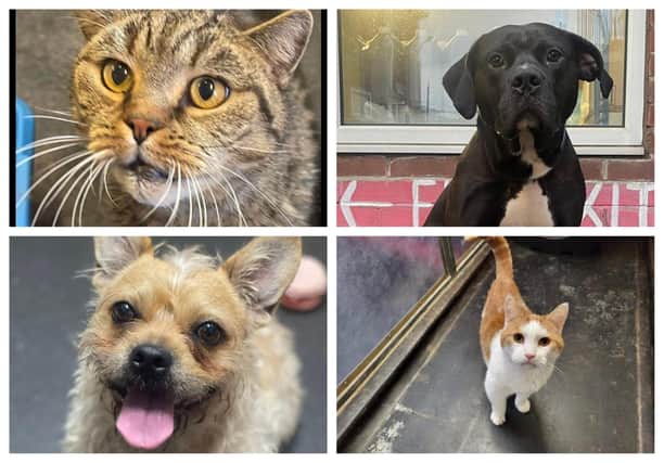 These cats and dogs are all up for adoption through Sheffield Council Kennels
