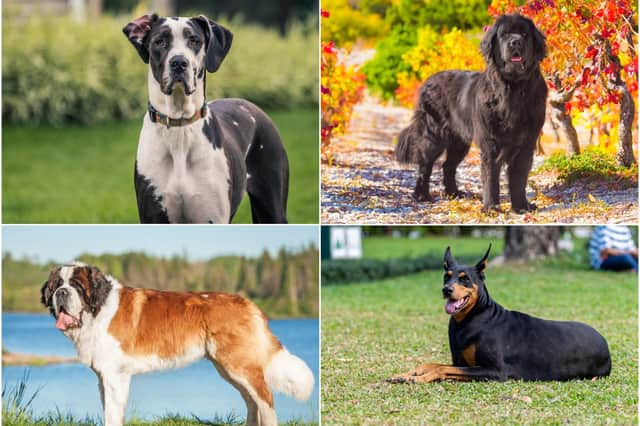 These are 13 large dog breeds which tend to be popular favourites among pet owners