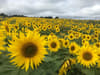 Reader Picture Competition: Sunflower’s at Barlow win Pat a £25 voucher