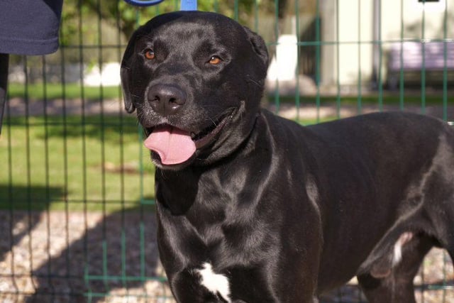Here is Bo,  a one year old male Labrador Retriever Cross. He is an energetic boy who is extremely affectionate and cuddly, he can be clumsy and will try and sit on your knee. Bo is a big strong lad and will need further lead training. He loves to play, loves life and enjoys company so would prefer someone at home most of the time. A cracking chap, he needs an active family and adventure! Contact: RSPCA Radcliffe Animal Centre
 0115 855 0222. Email: info@rspca-radcliffe.org.uk or see https://rspca-radcliffe.org.uk/animals/dogs/