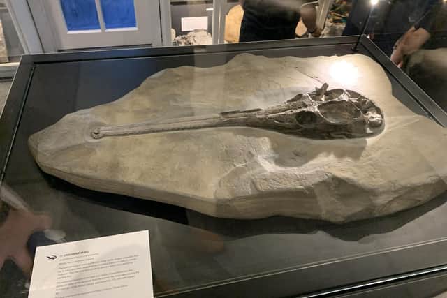 A crocodile head fossil at Natural Sciences Museum on Holme Lane in Malin Bridge, Sheffield