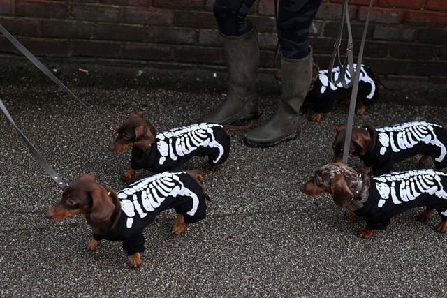 TOPSHOT - A dog walker walks their Dachshund dogs, dressed in skeleton-themed coats, during the biannual 'Whitby Goth Weekend' festival in Whitby, northern England, on October 31, 2021. - The festival brings together thousands of goths and alternative lifestyle fans from the UK and around the world for a weekend of music, dancing and shopping. (Photo by Oli SCARFF / AFP) (Photo by OLI SCARFF/AFP via Getty Images) *** BESTPIX ***