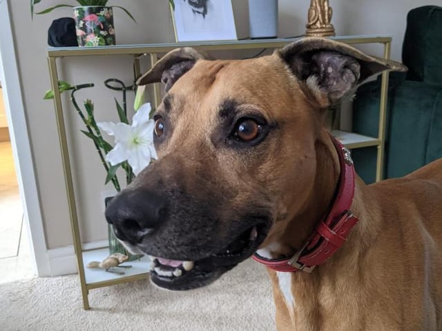 Meet Oreo, he is a toy mad seven-year-old lurcher crossbreed. Highly sociable, he is looking for a big family to shower him with plenty of love and attention. He likes lots of fuss and wants nothing more than to go on long family walks. He enjoys meeting new two legged and four legged friends. He could probably live with another dog,  but probably not a cat. He enjoys being around someone most of the time.  He has had some training - not only has he mastered 'sit' he now likes to give 'high 5's!'  He is currently living with foster parents. See: https://www.rspca.org.uk/findapet/details/-/Animal/OREO/ref/BSA2106278/rehome