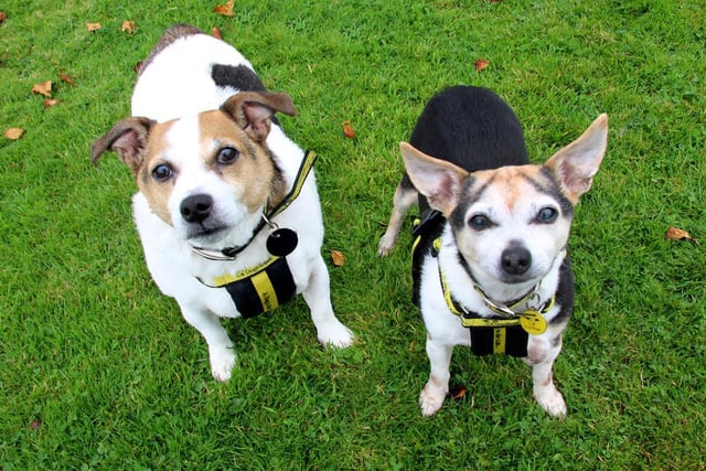 This cute duo are looking for a forever home together and need to be the only pets in an adult-only home so they can have all the attention. At 13 and 11, they prefer quieter environments and still love going on walks. Breed: Jack Russell Terrier.