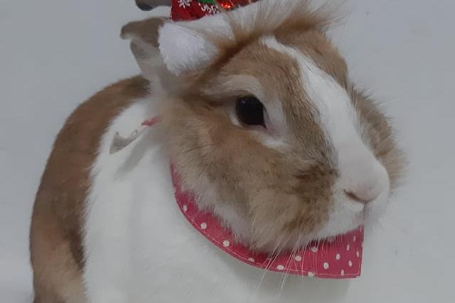 Muffin the rabbit shared by Jack Hessey.