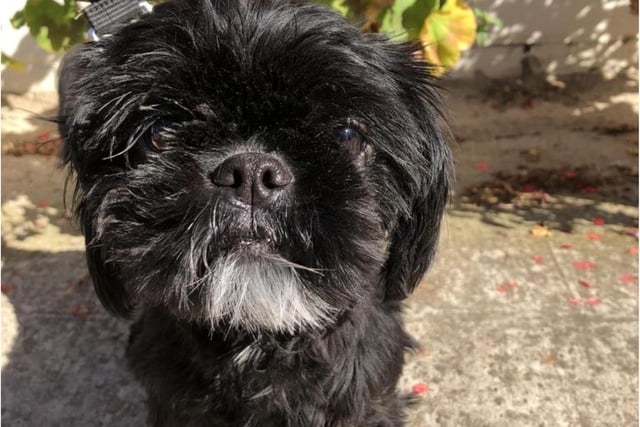 Lulu the Shih Tzu  is a two-and-a-half years old. She is loveable and really enjoys spending time outdoors and loves to play with toys. 
She is extremely fearful of men so is looking for a female only household initially. She should be the only dog in the home and her new owners will need to continue training and socialising her, showing her the world is not so scary. She should live in an adult-only house with a garden.
