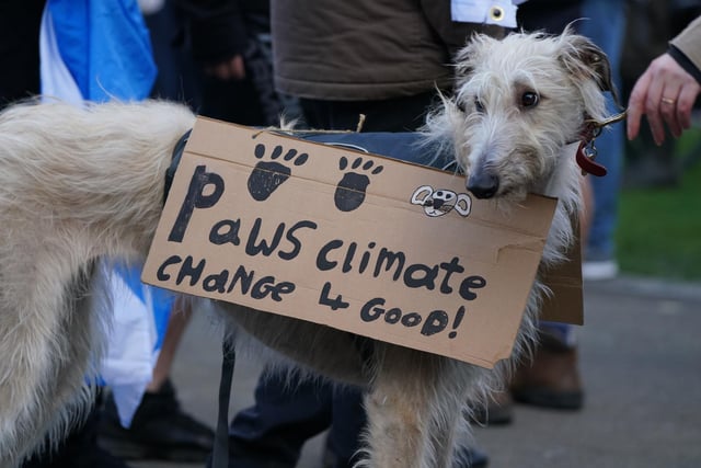 Even the pups were out protesting! This cutie carried a cardboard sign that said 'Paws climate change 4 good'.