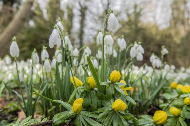 Snowdrop festival at Howick Hall Gardens and Arboretum
