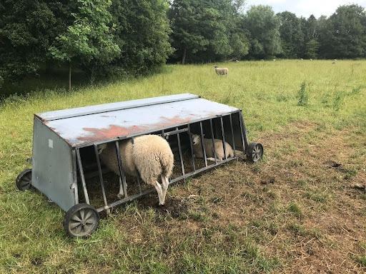 This stricken sheep got a little too into it's meal as it found itself trapped between the bars of a metal field feeding station. The RSPCA was called to Wythenshawe, Greater Manchester to free the greedy ewe.