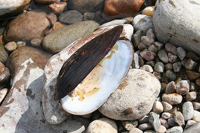 Freshwater pearl mussel in the River Borgie (Highlands).
