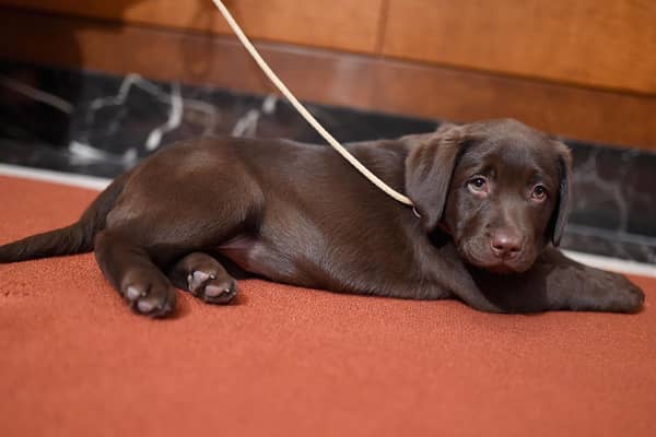 Rover has revealed the most popular dog breeds in the UK for 2021, with the Labrador Retriever coming out on top. Photo by Jamie McCarthy/Getty Images.