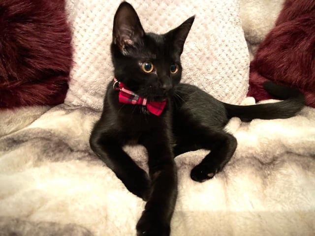 Kirsty said hello to dapper, well dressed kitty, Loki for the first time six months ago. She said: "He’s helped me more than I can say."