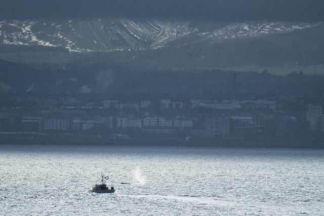 The whale pops up near a boat in the Forth.