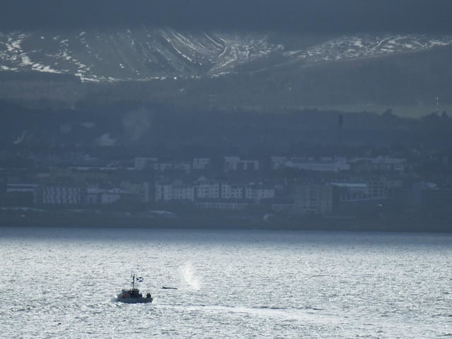The whale pops up near a boat in the Forth.