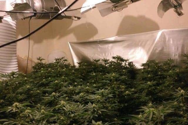 Image of a cannabis grow discovered in South Yorkshire.
