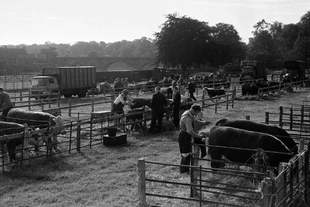 Kelso Border Union Show in 1963 - Herdsmen grooming cattle.