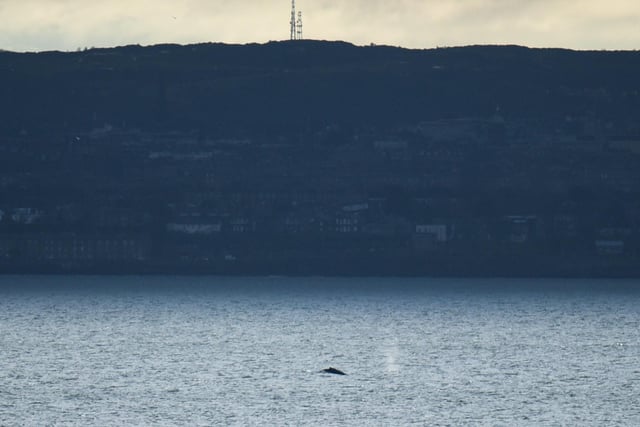 A gloomy day on the Forth is cheered up by the appearance of a humpback whale.