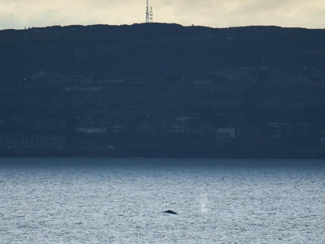 A gloomy day on the Forth is cheered up by the appearance of a humpback whale.