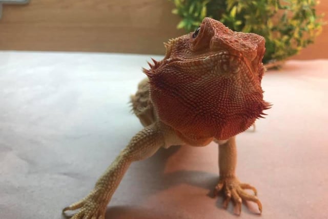 Charlene Clark sent a picture of Fern, the bearded dragon. She is two. She likes chilling on her hammock, balancing on branches and munching on rocket leaves and dandelion!