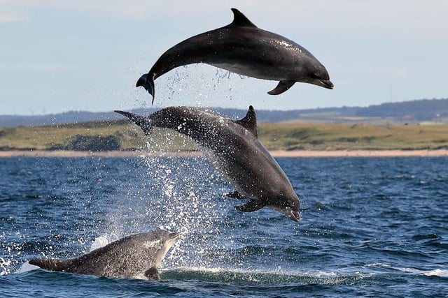 The Marsden and Sandhaven areas have been particularly good for dolphin spotters in recent weeks with a total of 47 bottlenose, white-beaked and harbour porpoise seen off the coast.
