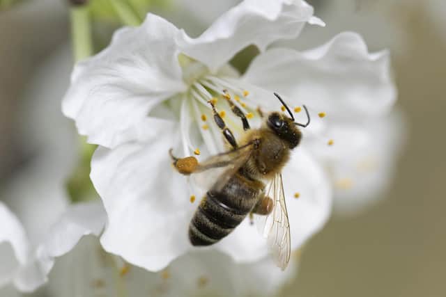 A Sheffield allotment group has banned beekeeping after reports that stings had led to the hospitalisation of some members