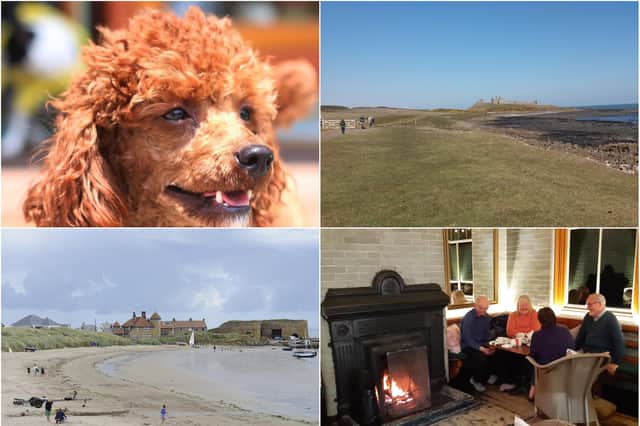 Dog-friendly places in Northumberland.
